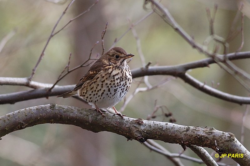 Turdus philomelos